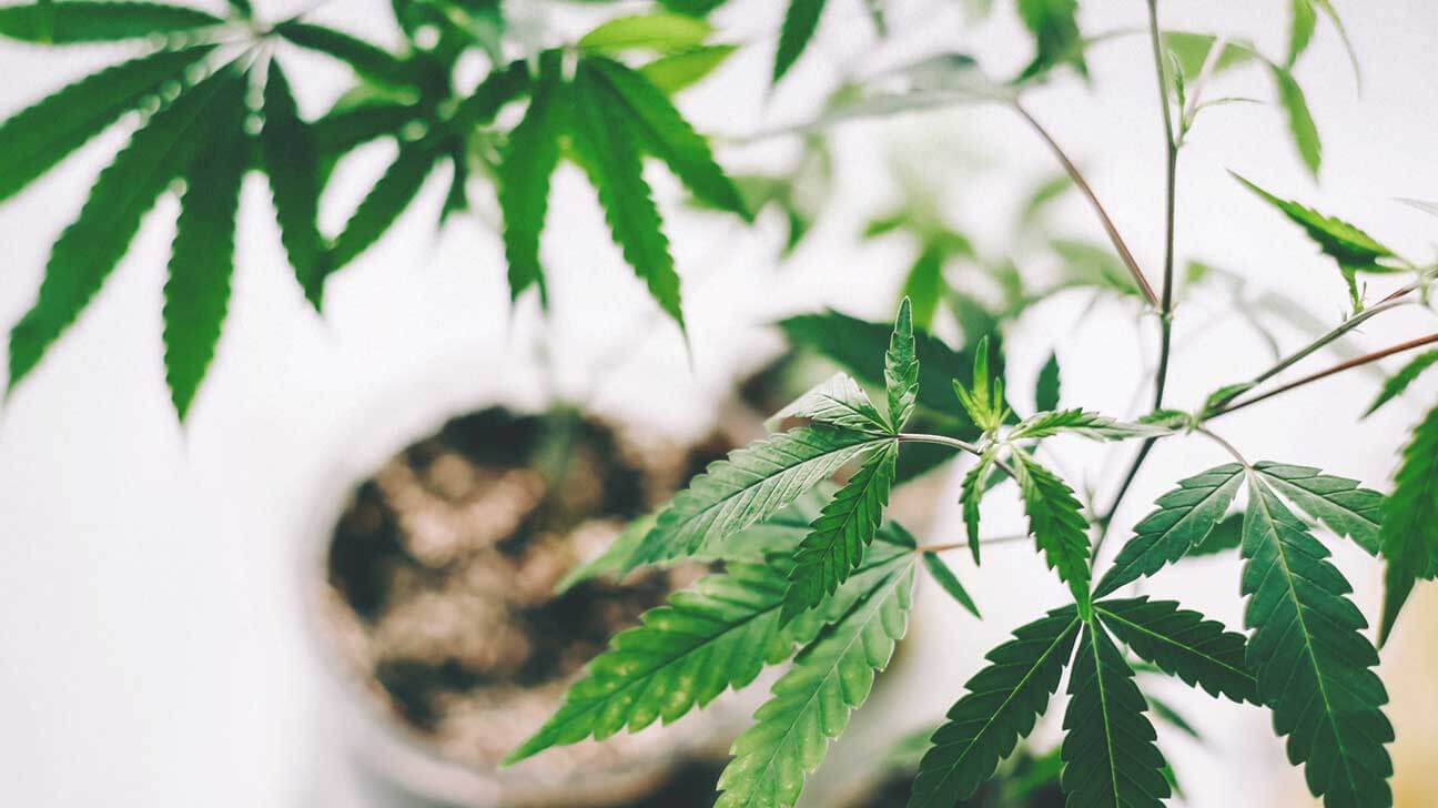 6 CBD oil benefits [2022]