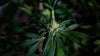 CBD FLOWER SHOP CAMBRIDGESHIRE
