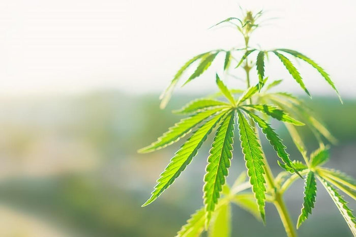 Benefits of cannabinoids in cosmetics.