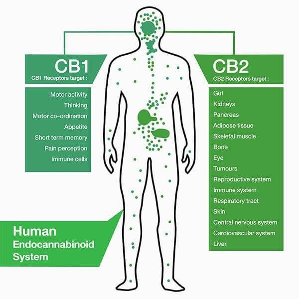 Endocannabinoid system
