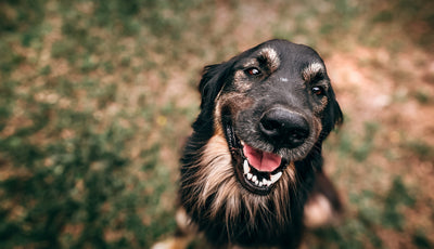 Can You Use CBD Oil For Dogs?