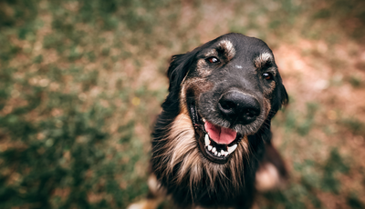 Can You Use CBD Oil For Dogs?